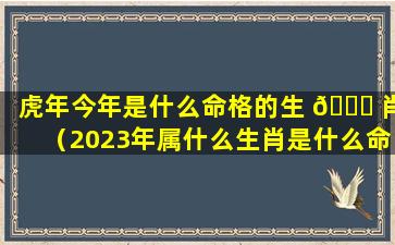 虎年今年是什么命格的生 🐅 肖（2023年属什么生肖是什么命格）